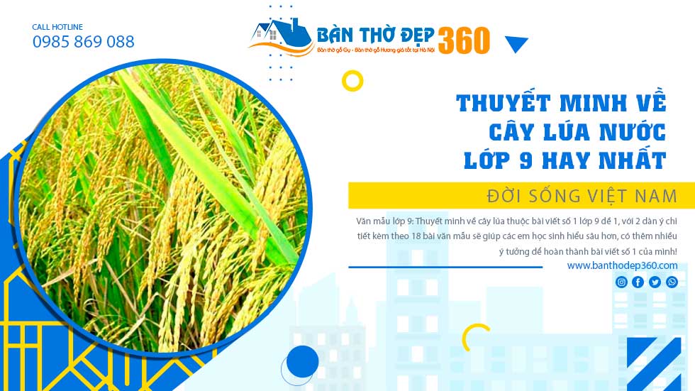 thuyết minh về cây lúa